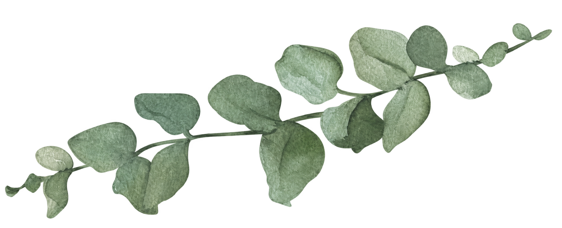 Branche d'eucalyptus